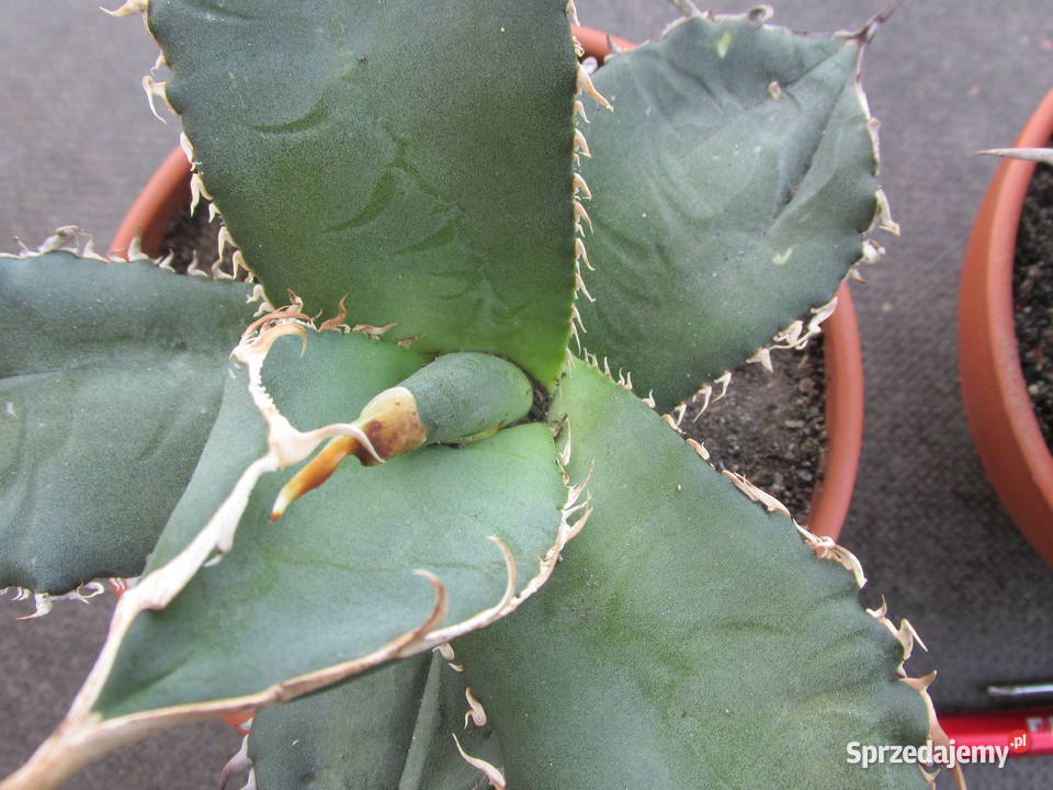 Niewielka agawa Agave titanota Oteroi FO076