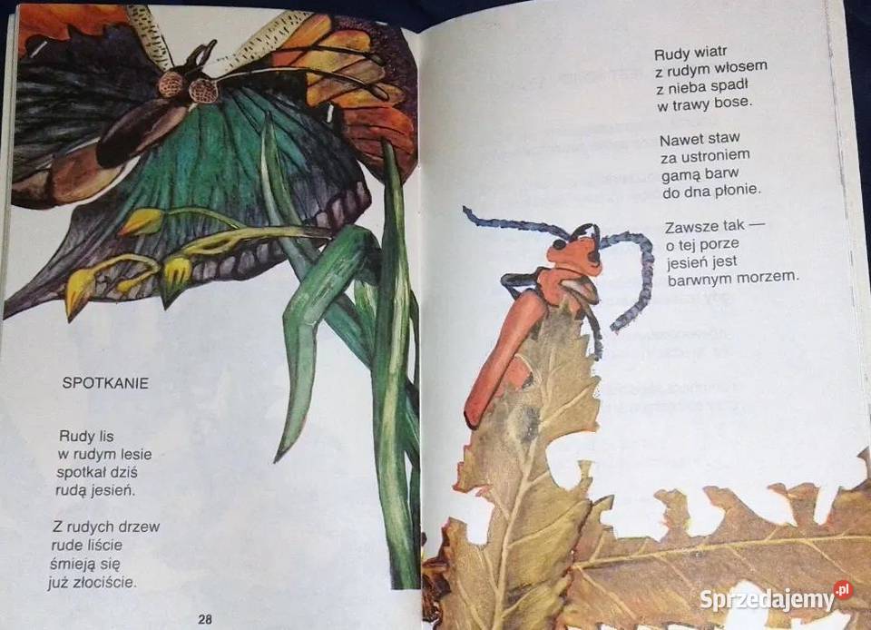 Skąd leci motyl Władysław Grzeszczyk Chełm sprzedam