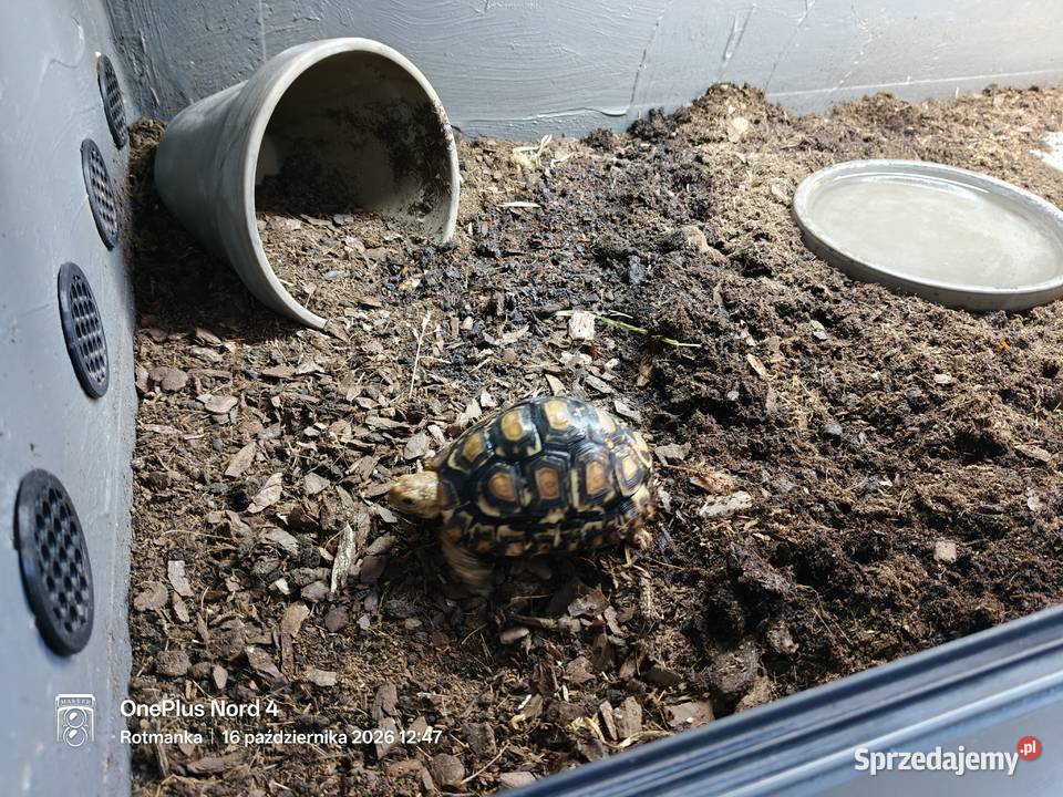 Młody żółw lamparci z terrarium wyposażenie