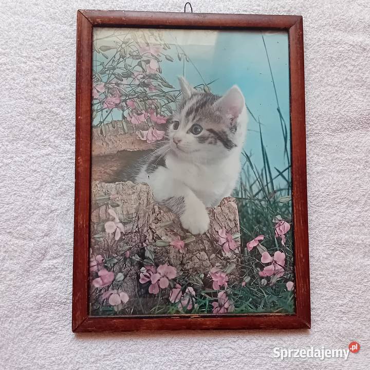Kot zdjęcie w ramce lata 60e 70e wielkopolskie Koźminek sprzedam