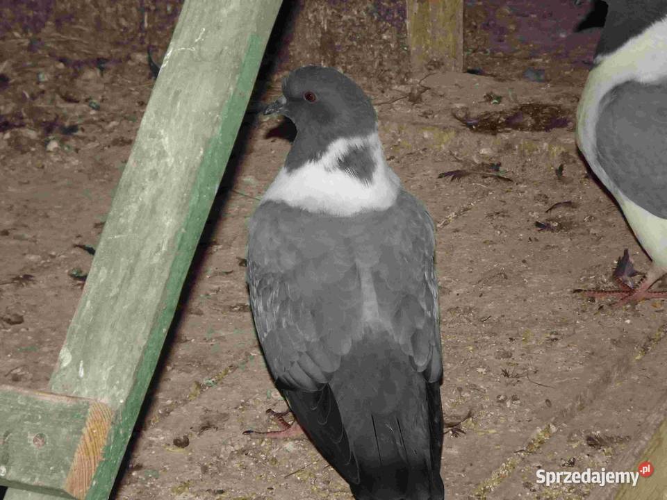sprzedam gołebie Ptaki Podborze