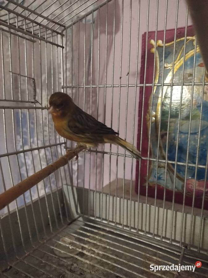 Kanarek kujawsko-pomorskie Ługowiska sprzedam