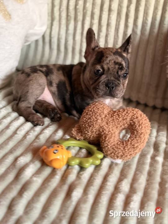 Buldog francuski Częstochowa