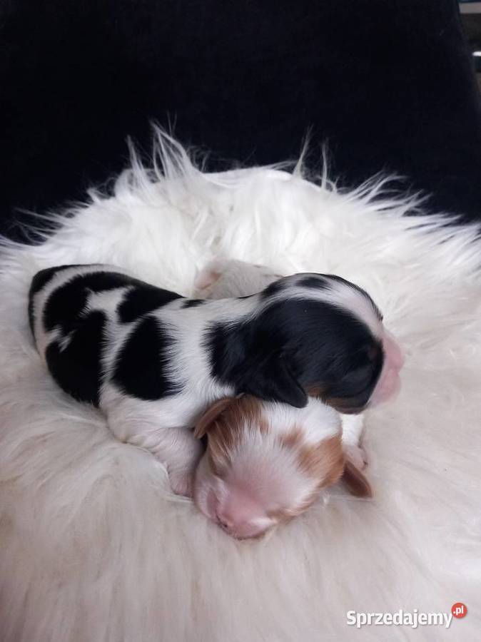 Cavalier King Charles Spaniel opolskie Strzelce Opolskie sprzedam
