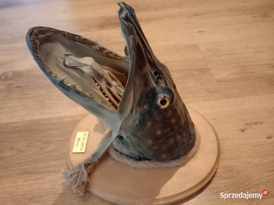 Trofeum wędkarskie Poznań sprzedam