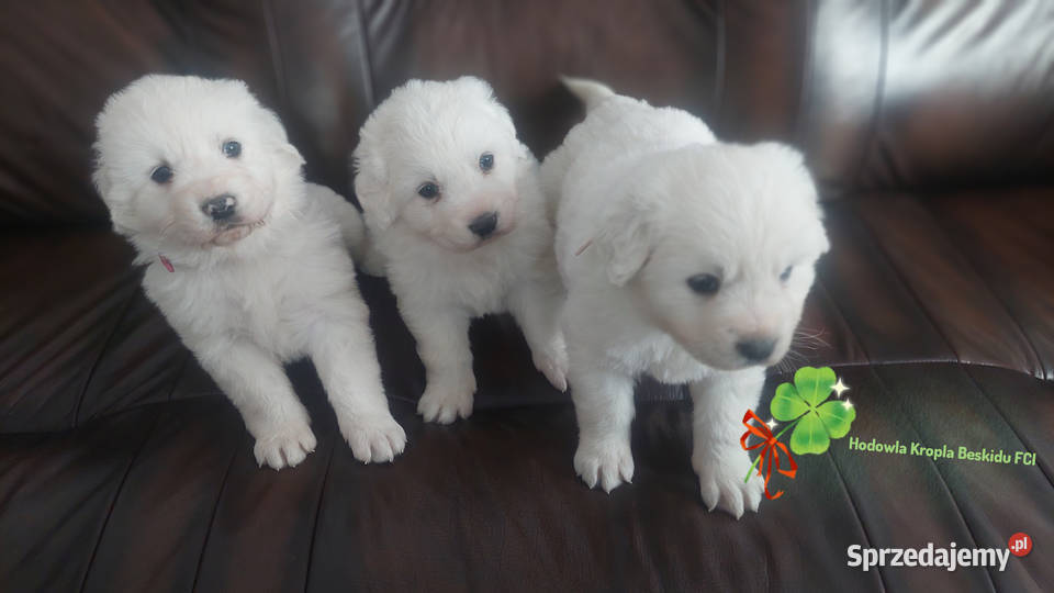 Szczeniaki Polski Owczarek Podhalański Rzeszów sprzedam