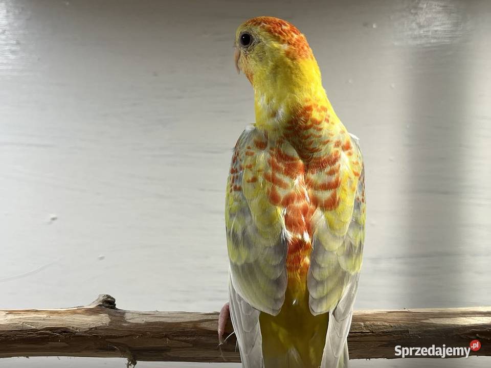 Papugi świergoty Ptaki sprzedam
