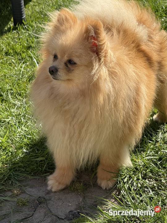 Szpic miniaturowy dziewczynka 25 roczna Gliwice sprzedam