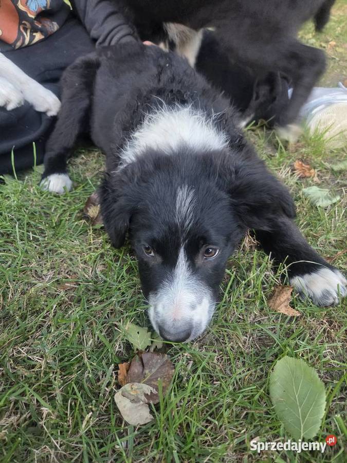 Border Collie szczeniak Rogów