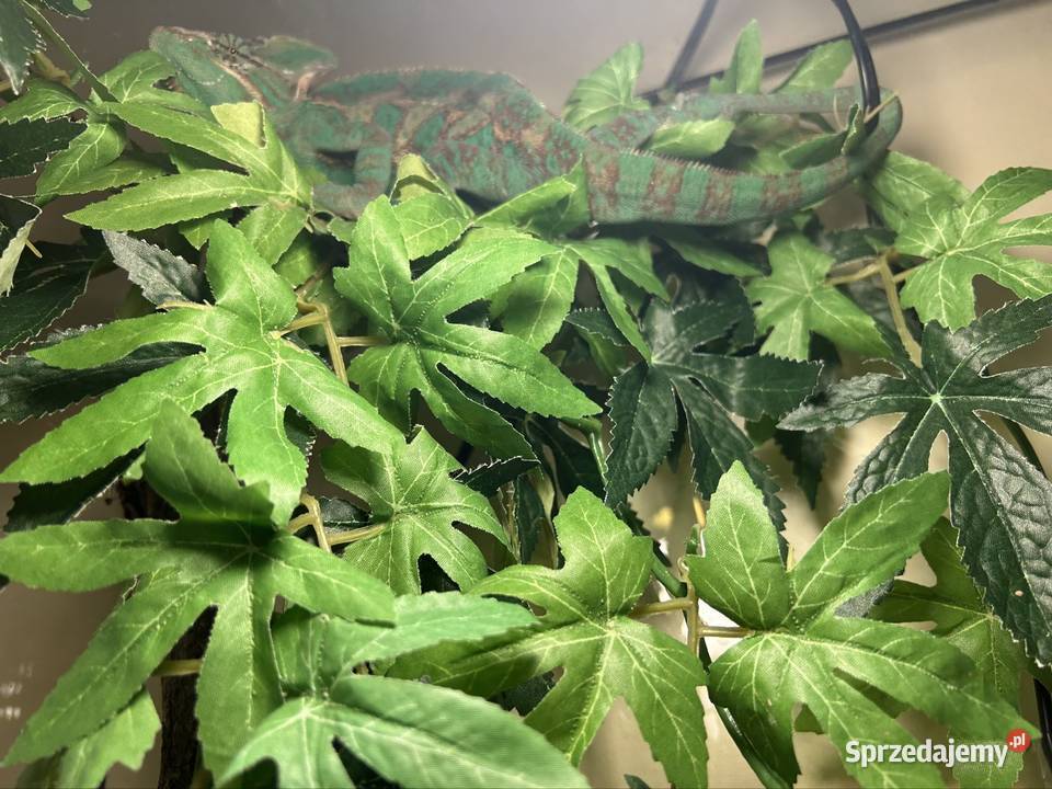 Kameleon jemeński z wyposażeniem Gady i płazy Zwierzęta Siemianowice Śląskie