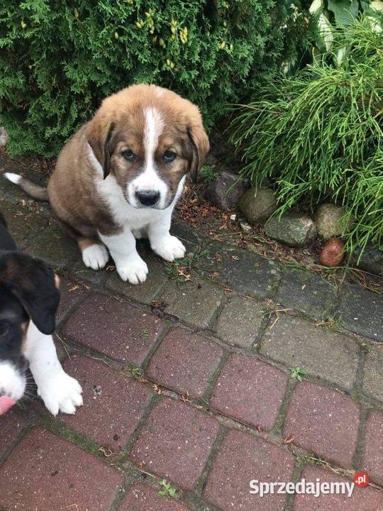 Owczarek Środkowoazjatycki Szczeniaki Iłża