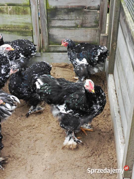 Kury Kochin Olbrzymi wielkopolskie Pamiątkowo