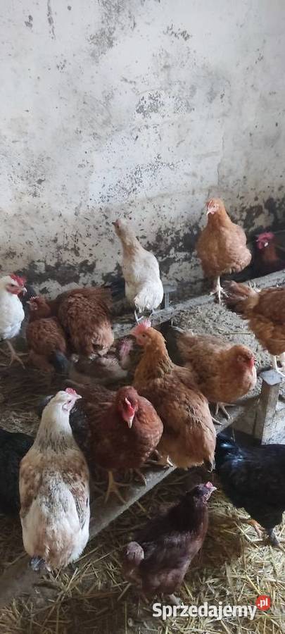 Młode koguty z wolnego wybiegu różne rasy Giełda zwierząt