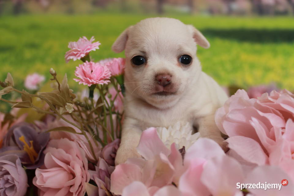 Chihuahua krótkowłosy biały chłopiec ZKwP FCI Świnoujście sprzedam