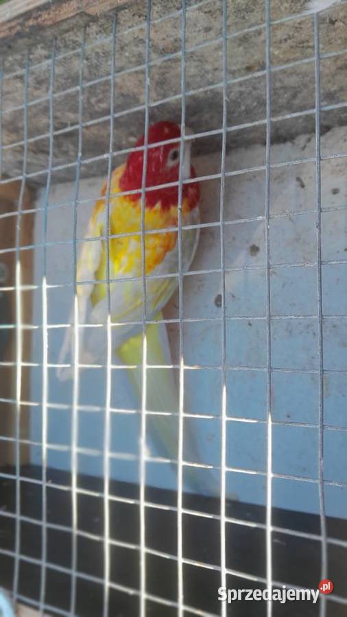 Rozelle białolice para małopolskie Wadowice