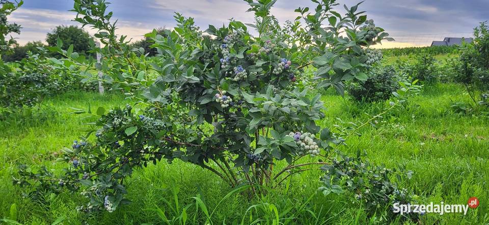 Borówka amerykańska krzewy Urzędów