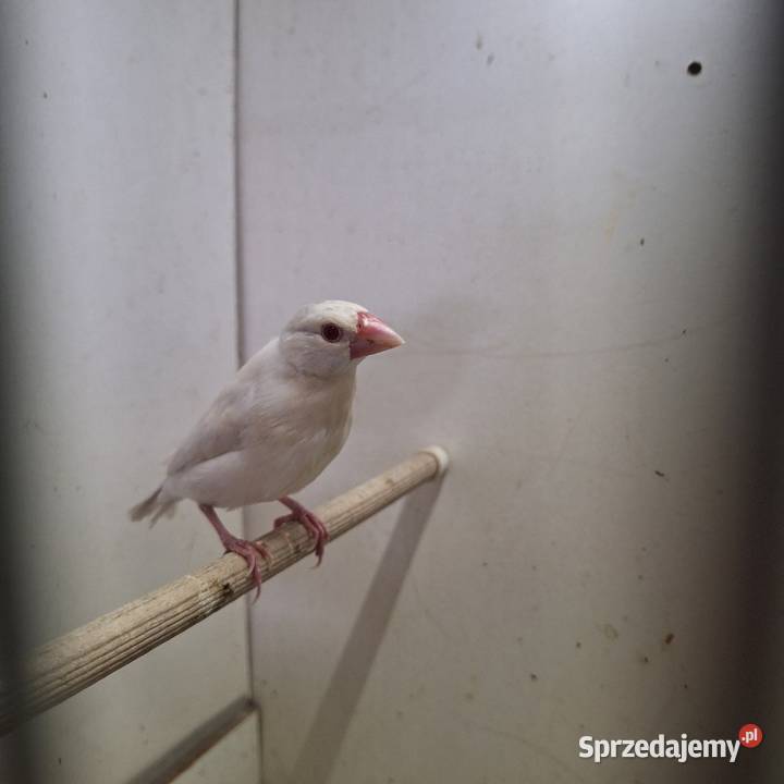 Sprzedam ryzowce Ptaki