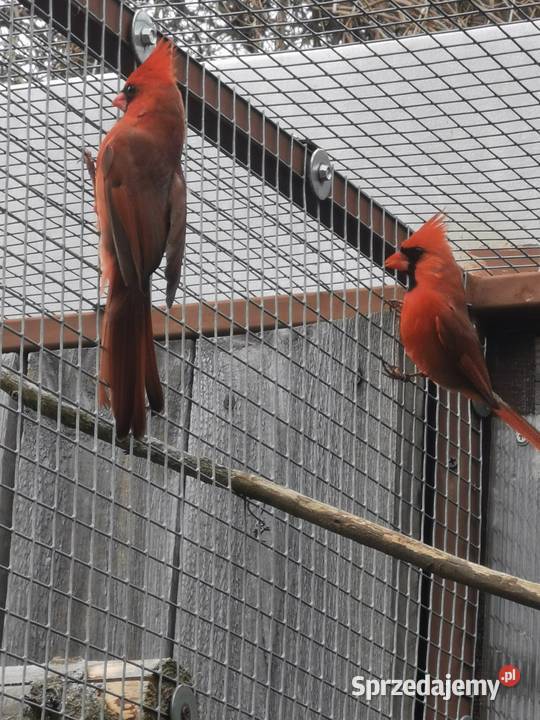 Kardynał czerwony samce Rypin