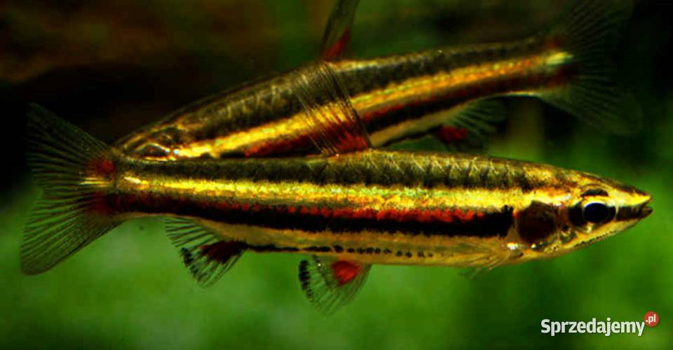 Drobnoustek obrzeżony Nannostomus marginatus