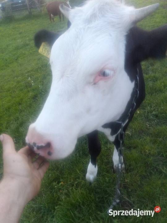 Jałówka do zacielenia śląskie Tarnowskie Góry