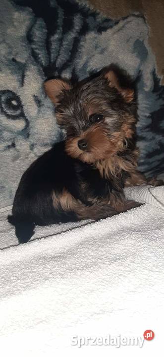 York terrier miniaturki szczeniaki Krzywica