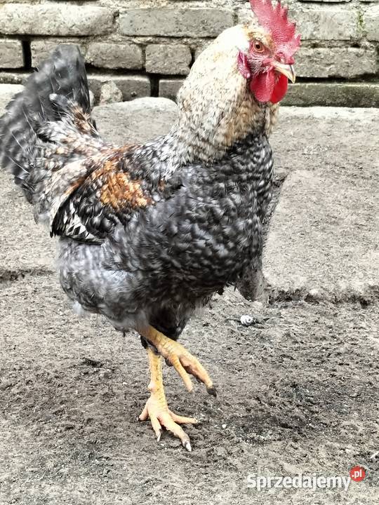 Koguty green shill Nałęczów