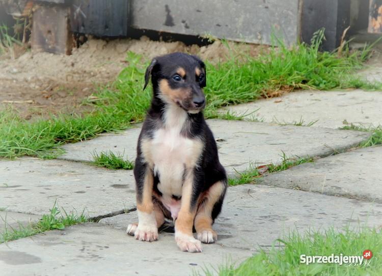 Chart polski rodowodowe szczenięta podkarpackie Leśniówka