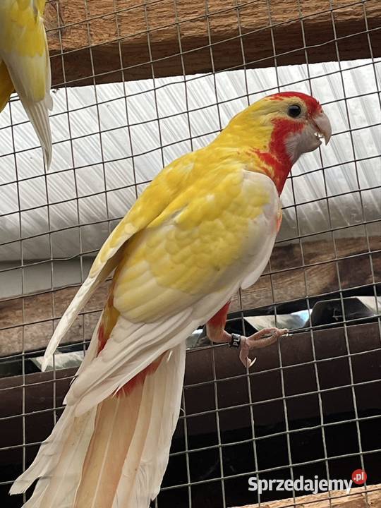 Rozela Królewska Pastel