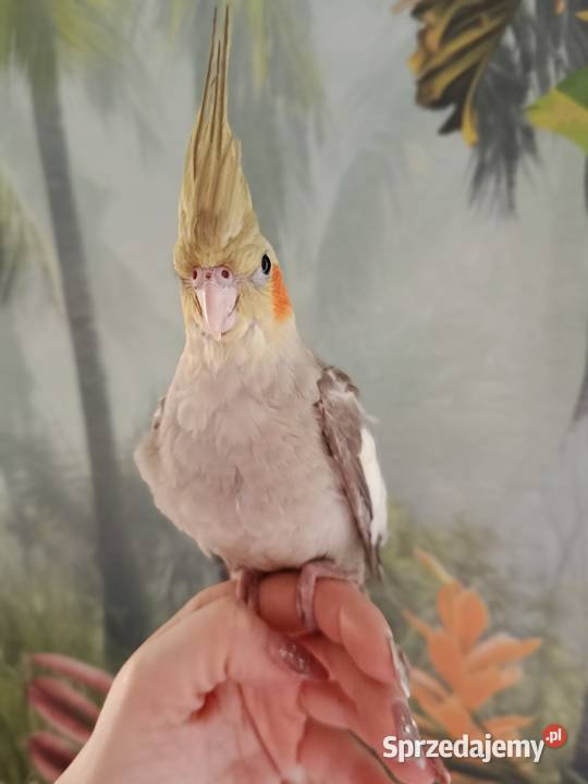 Papuga nimfa ręcznie karmiona oswojona Miastko sprzedam