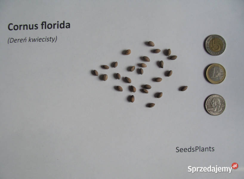 DEREŃ KWIECISTY Cornus florida NASIONA 90 sztuk Lubanie