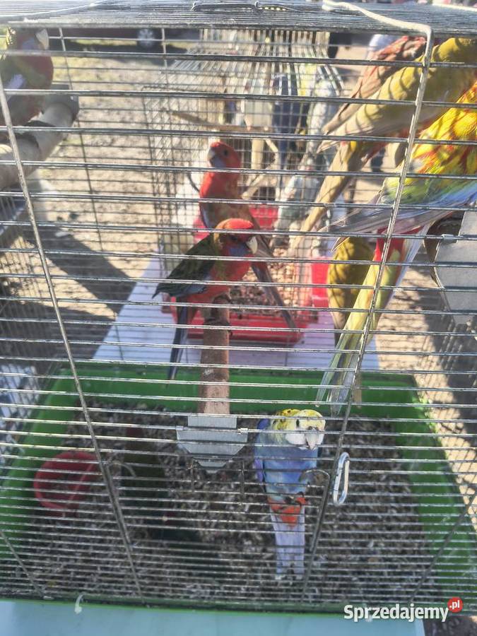 Papugi rózne sprzedam