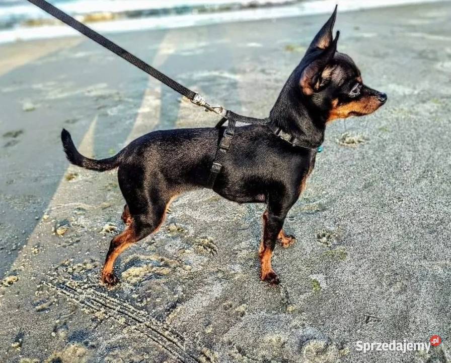 Ratlerek miniaturowy Prazsky Krysarik Praski