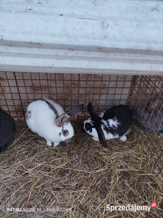 Króliki samce mieszańce i rasowe Dylągowa