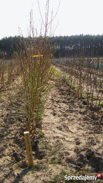 DRZEWKA OWOCOWE Brzeźno