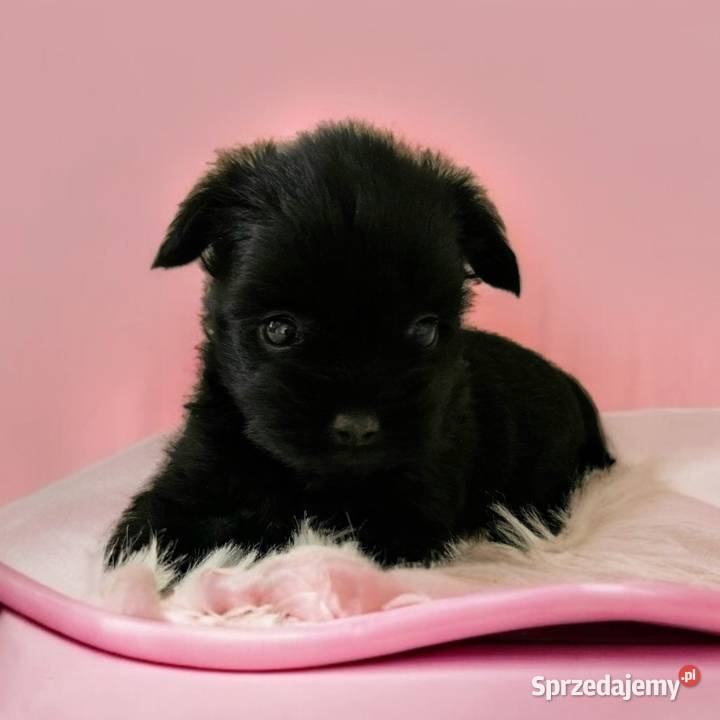 Mega piękna Cała Czarna Suczka York Bez Bieli Wrocław