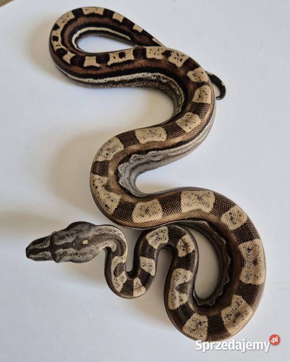 2 Boa cesarski samica cb25 Gady i płazy Chrzanów