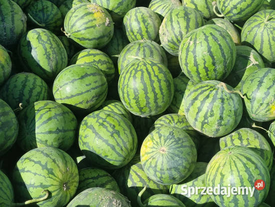 Arbuz Polski Hurt Detal Warszawa