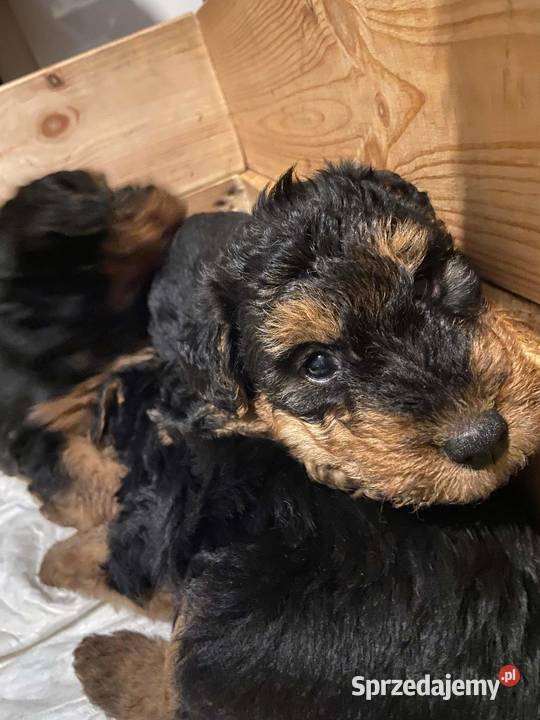 Terier walijski szczenięta Pozostałe Mosina
