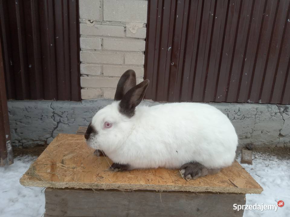 Króliki kalifornijskie czarne Żerdź