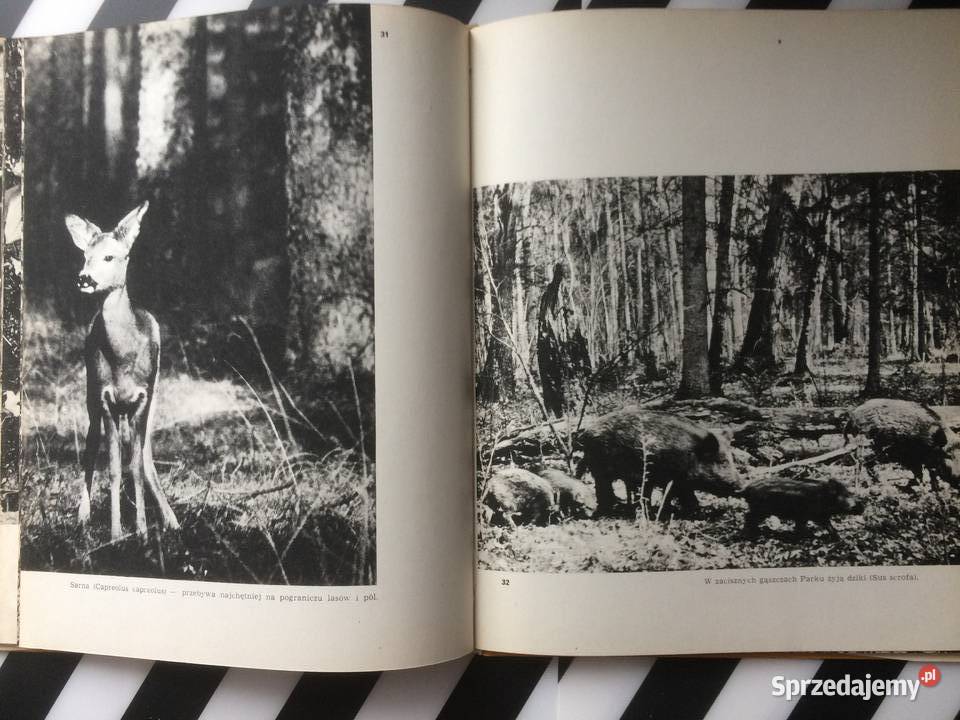 3581 Woliński Park Narodowy Szczecin