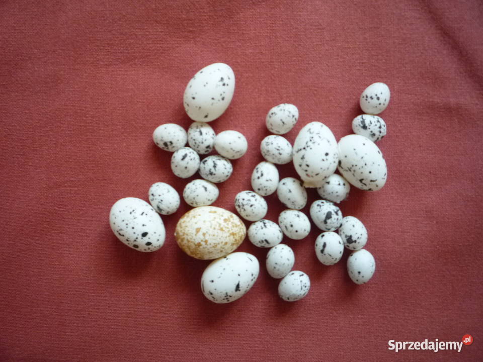 Wielkanoc Jajka Pisanki Kurczaki Kury Płotek wielokolorowy Szczecin