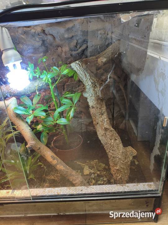 Para felsum madegaskarkich z terrarium Gliwice