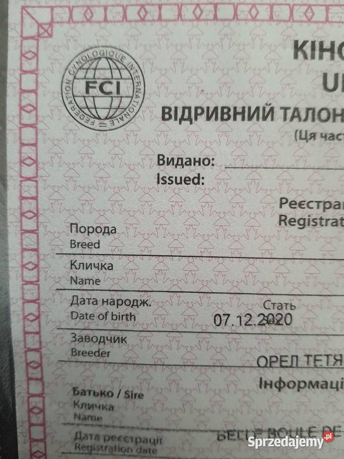 Szpic miniaturowy pomeranian suczka biala fci Koszalin