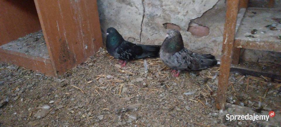 Sprzedam gołębie Mikołajewskie