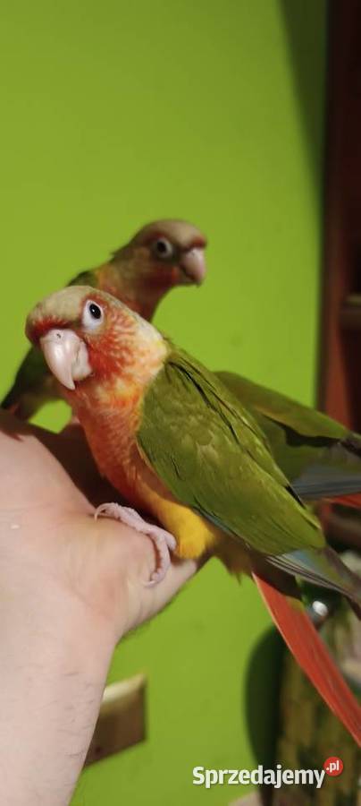 Papugi rudosterki ręcznie karmione