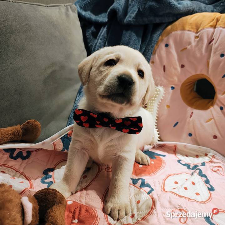 Labrador retriever szczenię wspaniałej budowy Warszawa