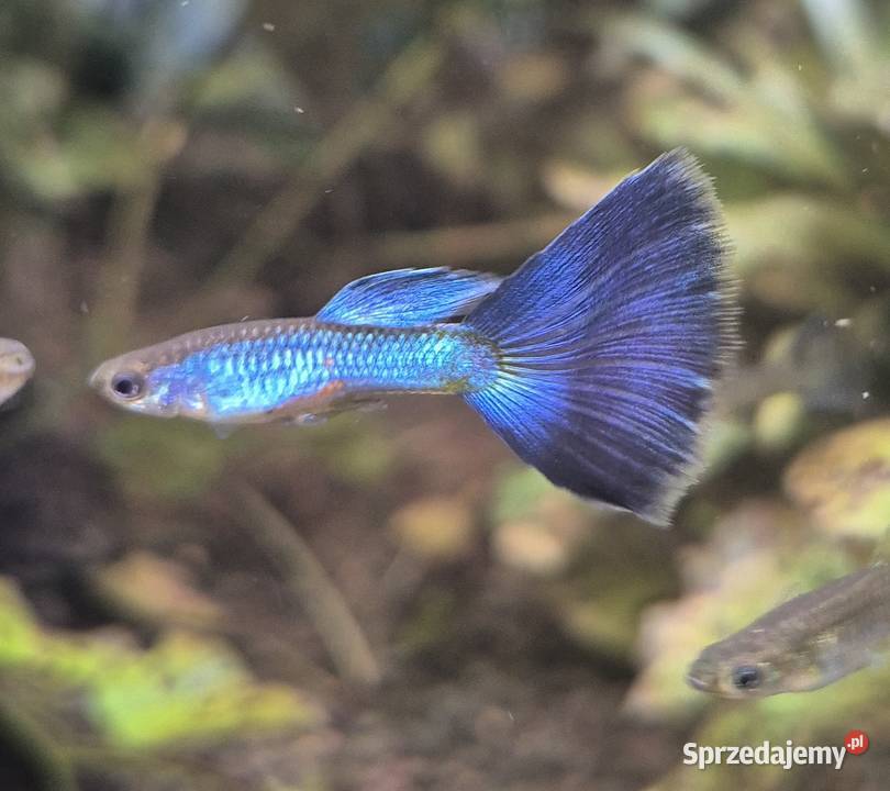 Sprzedam Gupiki Blue Singa parkę mazowieckie Baniocha