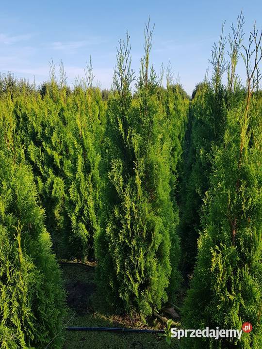 Tuja Szmaragd 120140 GWARANCJA JAKOŚCI PRODUCENT sprzedam