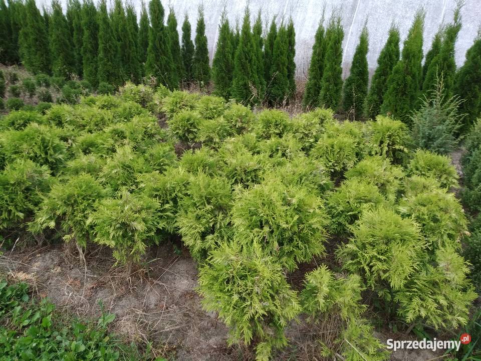 Tuja Danica aurea około 40 kula juta Kraków