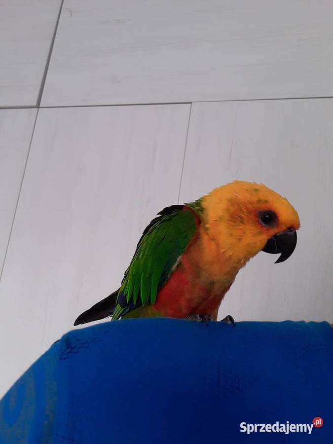 Papuga konura Antoniew